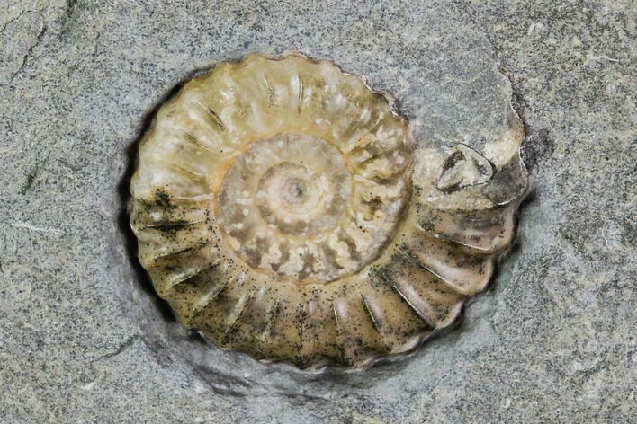 Fossil Ammonite (Promicroceras) - Lyme Regis #110716